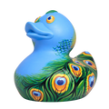 Pretty Peacock Duck